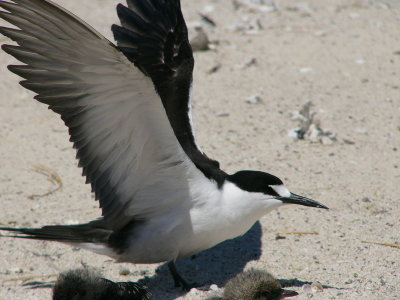 Sooty Tern