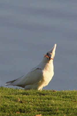 Little Corella