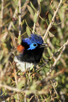 Variegated Fairy-wren