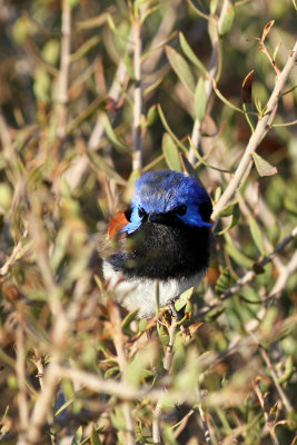 Variegated Fairy-wren