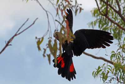 Red-tailed Black Cockatoo