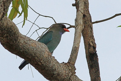 Oriental Dollarbird