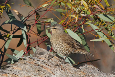 Brown Treecreeper