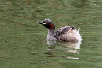 Australasian Grebe