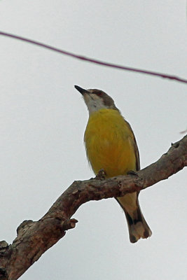 White-throated Gerygone
