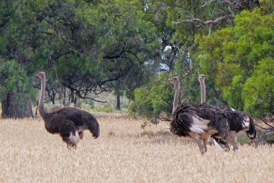 Common Ostrich
