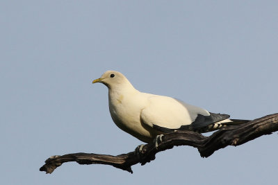 Imperial Pied Pigeon