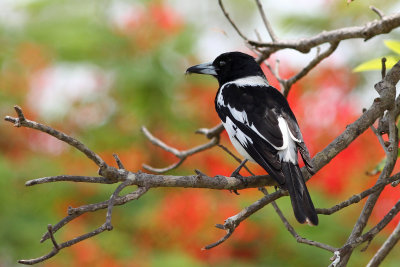 Pied Butcherbird