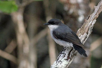 Mangrove Robin