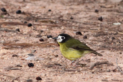 White-faced Robin