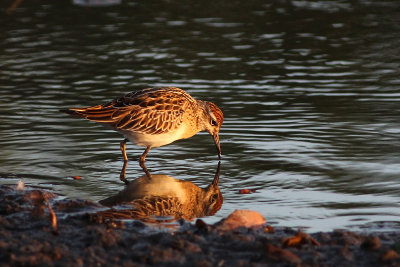 Sharp-tailed Sandpiper