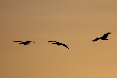 Magpie Goose