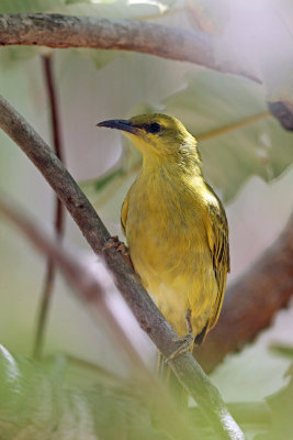 Yellow Honeyeater