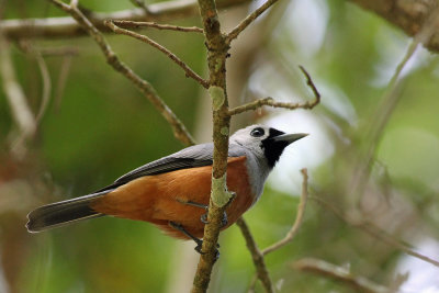 Black-winged Monarch