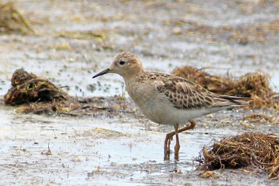 Buff-breasted Sandpiper