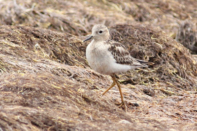 Buff-breasted Sandpiper