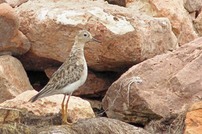 Buff-breasted Sandpiper