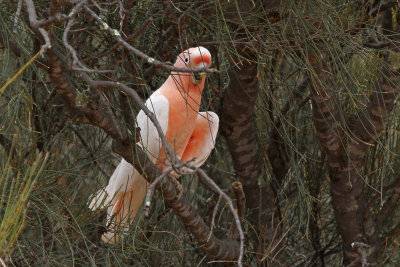 Major Mitchell's Cockatoo
