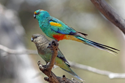 Mulga Parrot