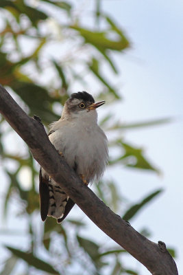 Varied Sittella