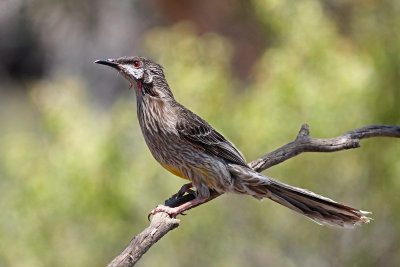 Red Wattlebird