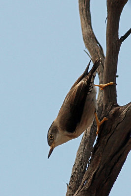 Varied Sittella