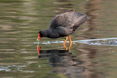 Dusky Moorhen