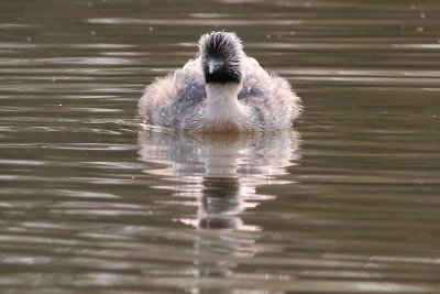 Hoary-headed Grebe