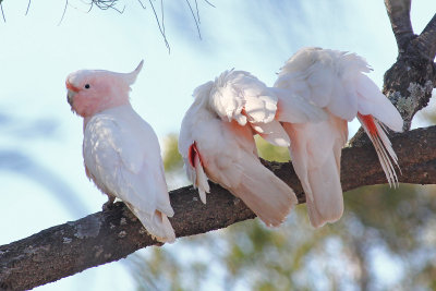 Major Mitchell's Cockatoo