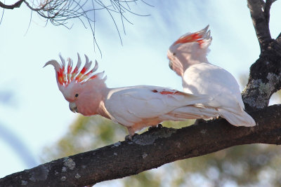 Major Mitchell's Cockatoo