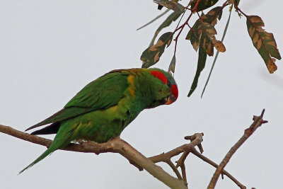 Musk Lorikeet