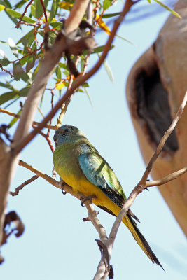 Scarlet-chested Parrot (female)