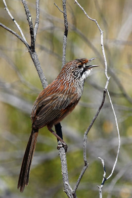 Striated Grasswren