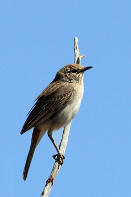 Rufous Songlark