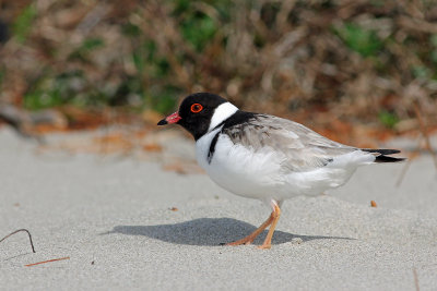 Hooded Plover