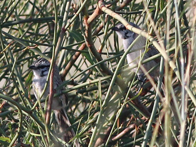 Grey Grasswren