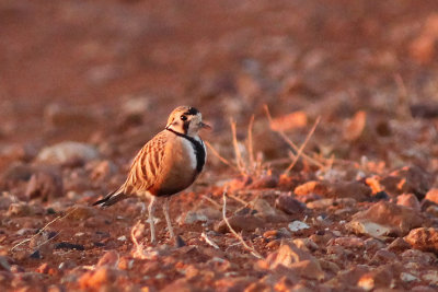 Inland Dotterel