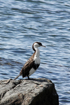 Black-faced Cormorant