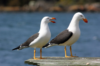 Pacific Gull