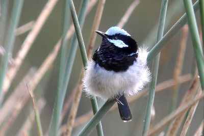 Superb Fairy-wren