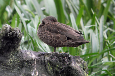 Chestnut Teal (female)