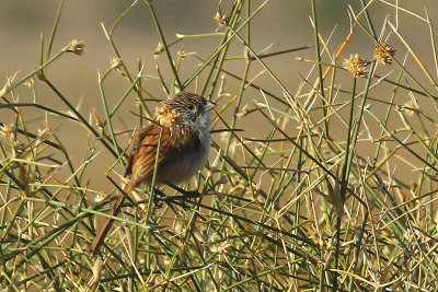 Eyrean Grasswren