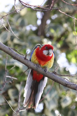 Eastern Rosella