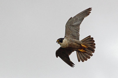 Peregine Falcon
