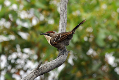 Chestnut-crowned Babbler