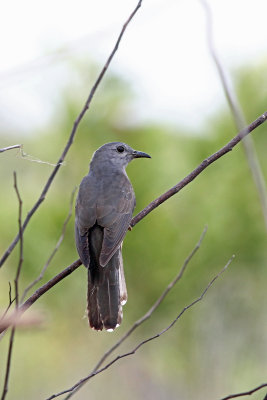 Brush Cuckoo