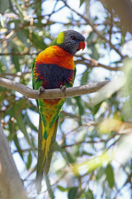 Rainbow Lorikeet