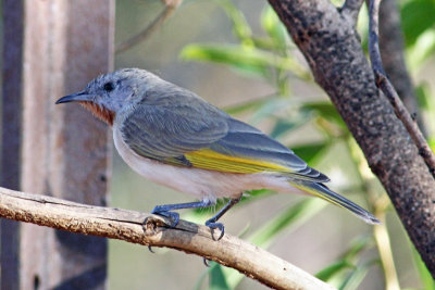 Rufous-throated Honeyeater