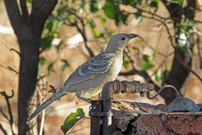 Great Bowerbird