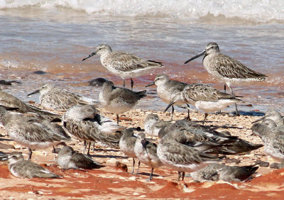 Asian Dowitcher